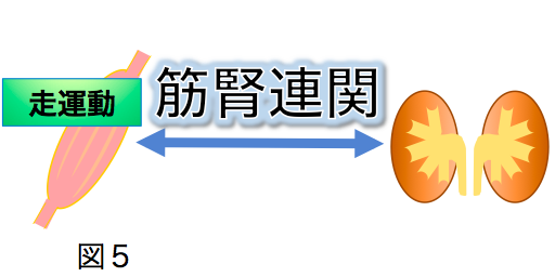 運動による腎臓病の進行抑制機序の解明